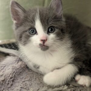 Quartz - PENDING ADOPTION