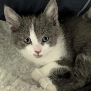 Quartz - PENDING ADOPTION