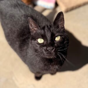 Sammy
