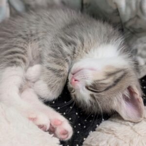 Topaz - PENDING ADOPTION