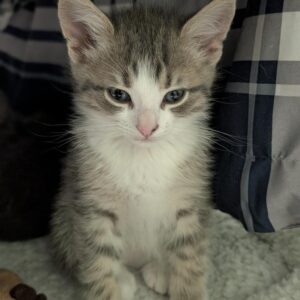 Topaz - PENDING ADOPTION