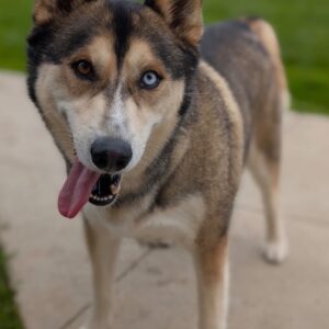 Koda