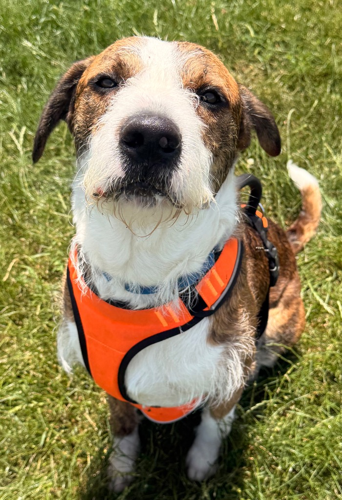 Anubis - PENDING ADOPTION