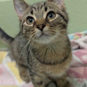 Biscotti