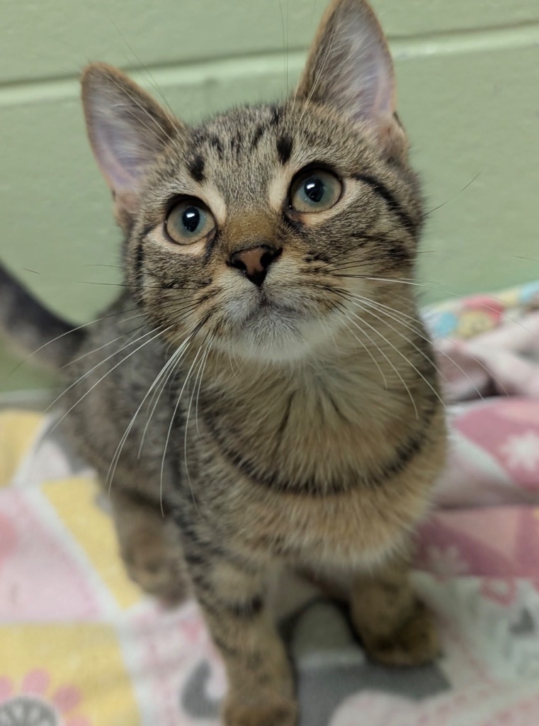 Biscotti
