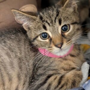 Biscotti