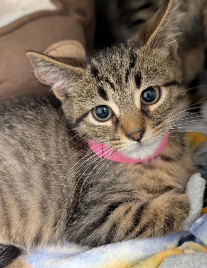Biscotti