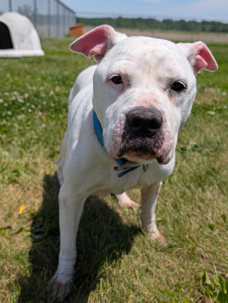 Pearl