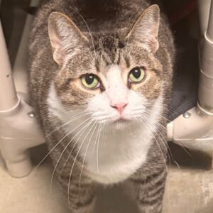 Dustin - PENDING ADOPTION