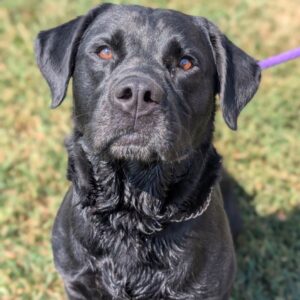 Rocket - PENDING ADOPTION