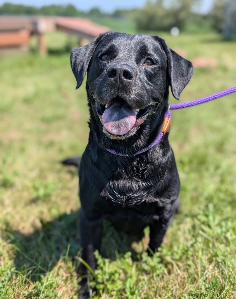 Rocket - PENDING ADOPTION
