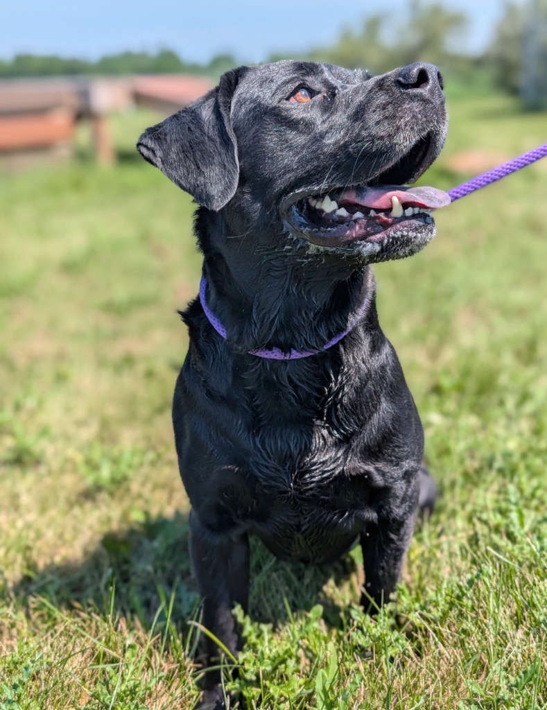 Rocket - PENDING ADOPTION