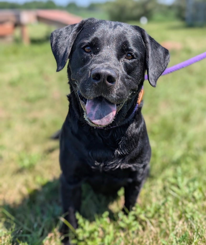 Rocket - PENDING ADOPTION