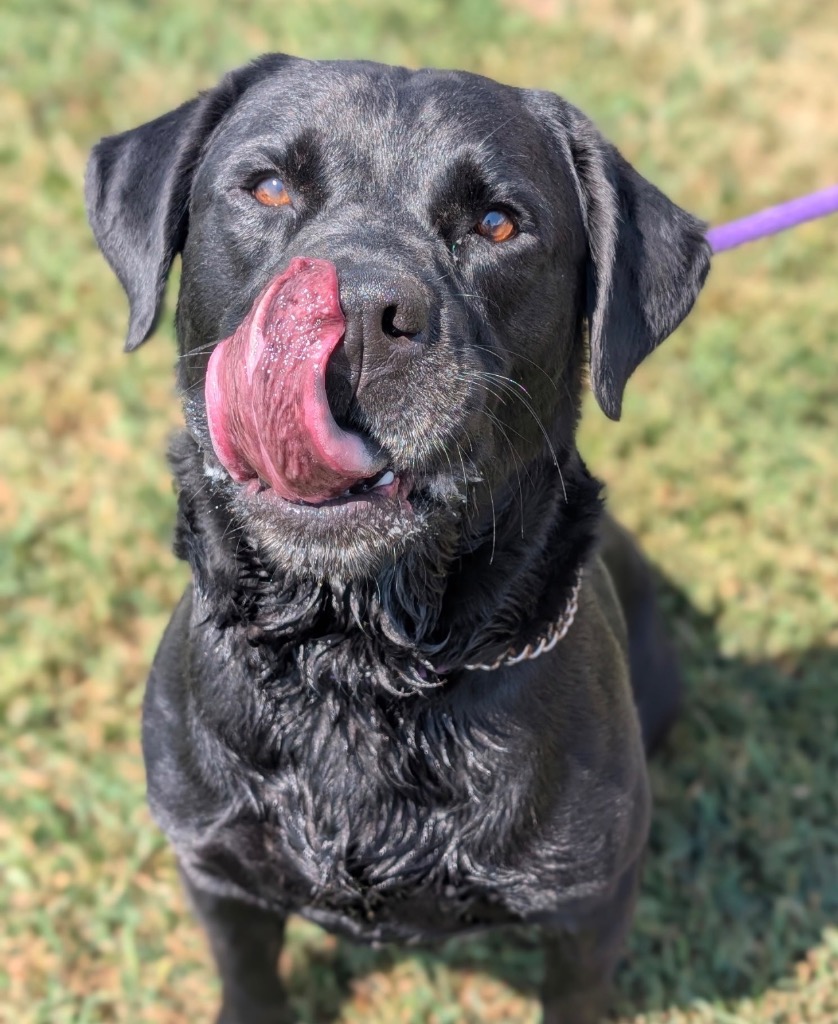 Rocket - PENDING ADOPTION