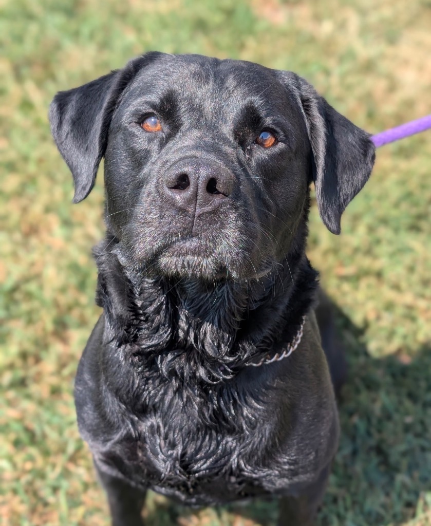 Rocket - PENDING ADOPTION