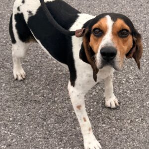 Alabama - PENDING ADOPTION