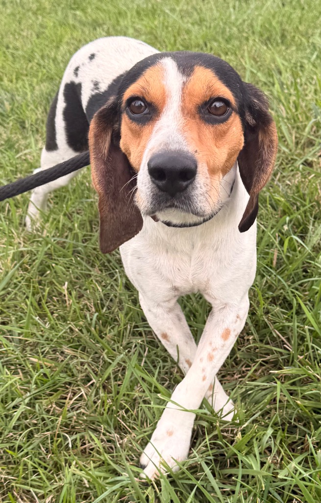 Alabama - PENDING ADOPTION