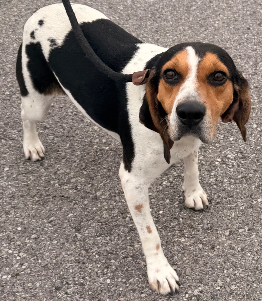 Alabama - PENDING ADOPTION