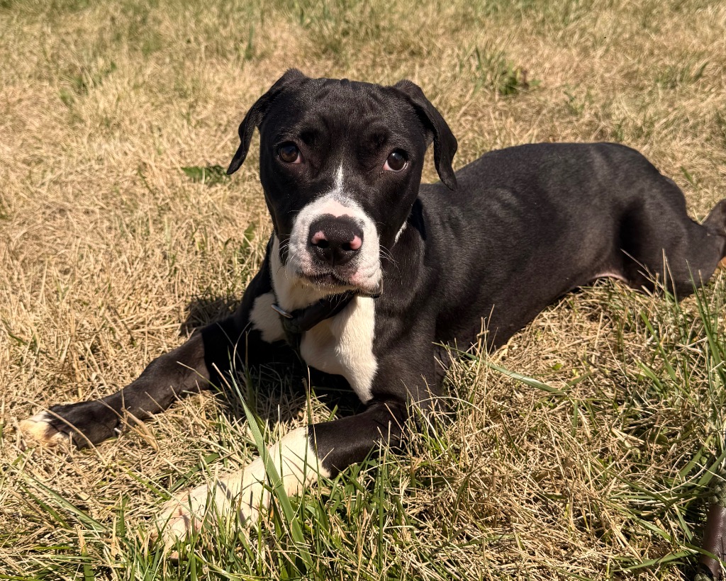 Widget