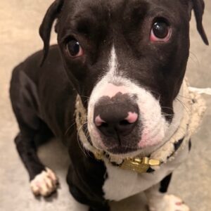 Widget - SPECIAL NEEDS