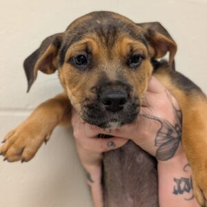 Atticus - PENDING ADOPTION