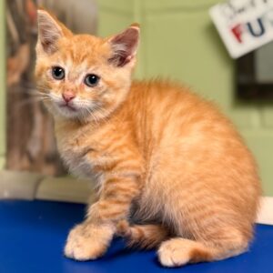 Benz - PENDING ADOPTION