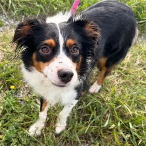 Birdie - PENDING ADOPTION
