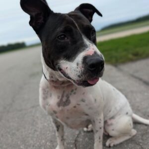 Bonita
