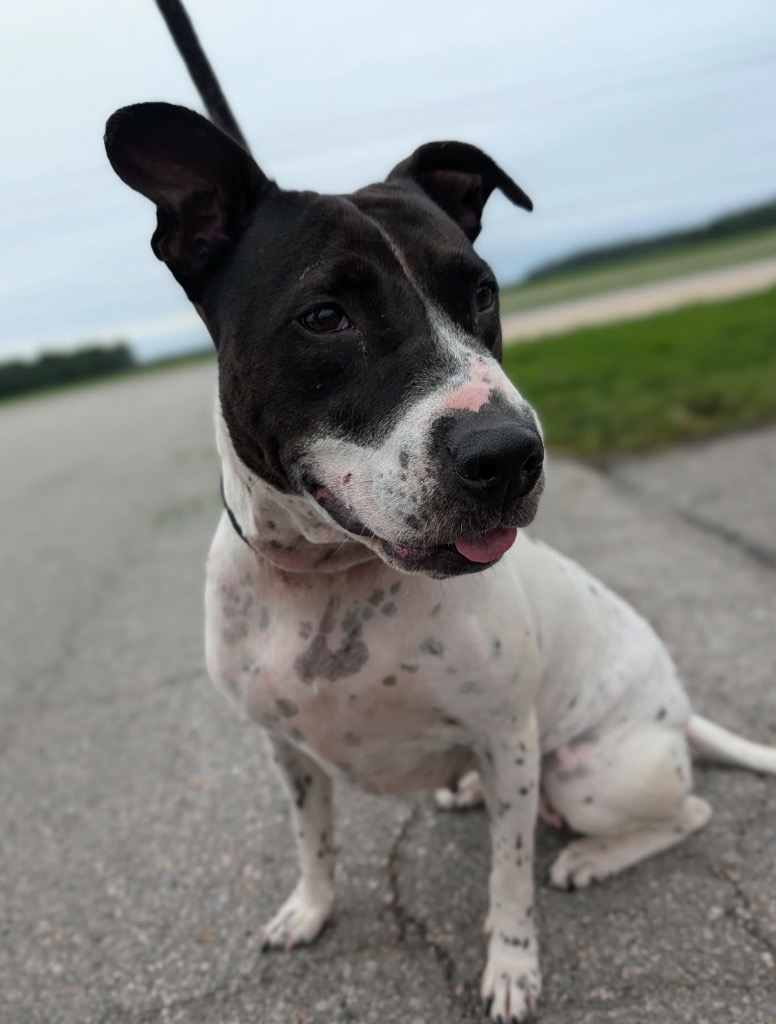 Bonita
