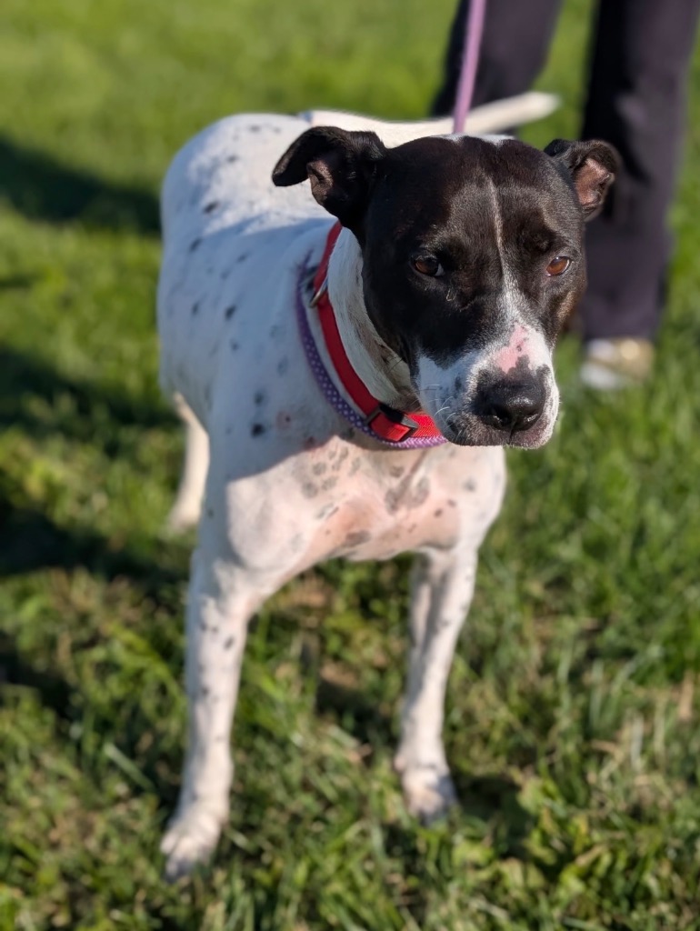 Bonita