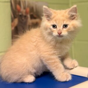 Cadillac - PENDING ADOPTION