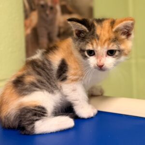 Kia - PENDING ADOPTION