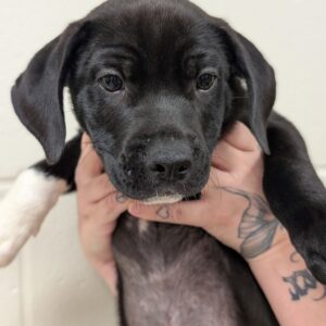 L'Amour - PENDING ADOPTION