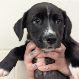 Moby - PENDING ADOPTION