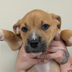 Roo - PENDING ADOPTION