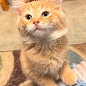 Subaru - PENDING ADOPTION