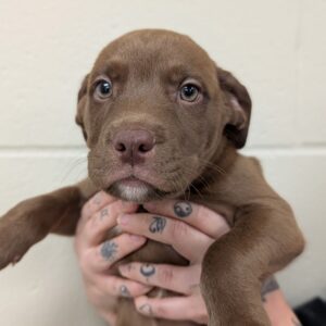 Wonka - PENDING ADOPTION