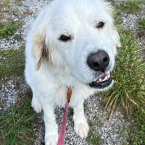 Ambrosia - PENDING ADOPTION
