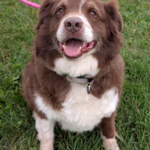 Barbeque - PENDING ADOPTION