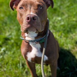 Kahlua